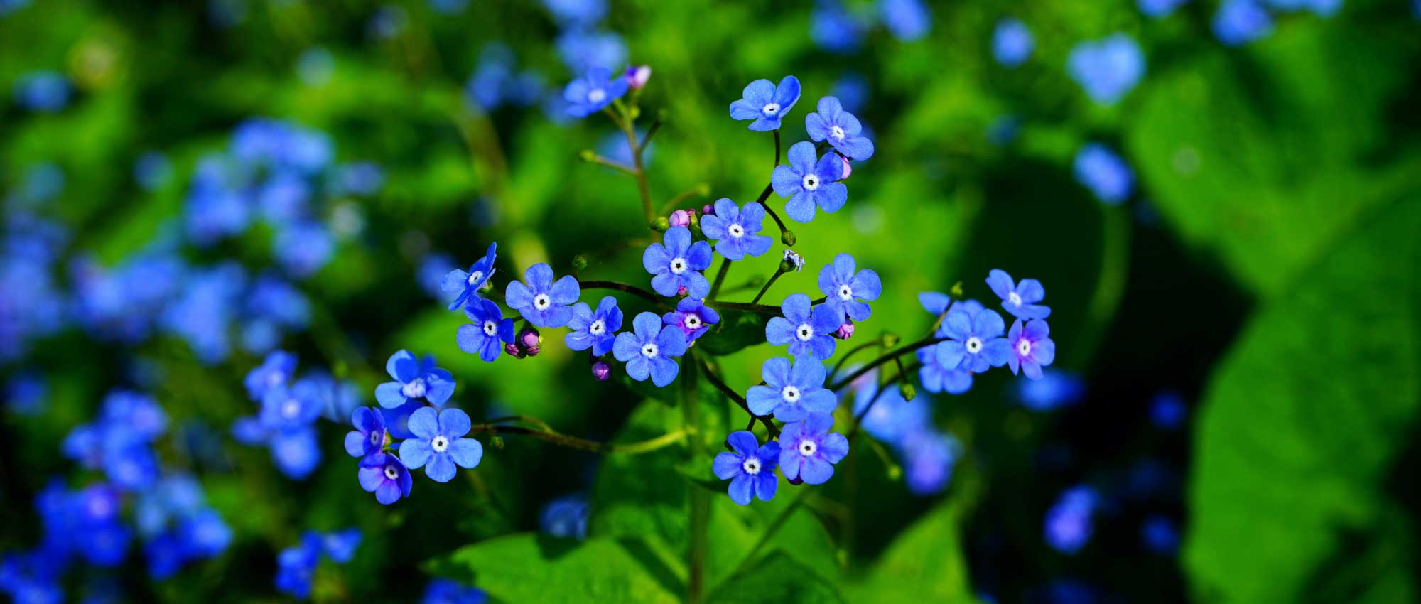 Brunnera, brunera: plantação, cultura e manutenção