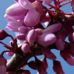 Olaia, Cercis: plantar, podar e cuidar