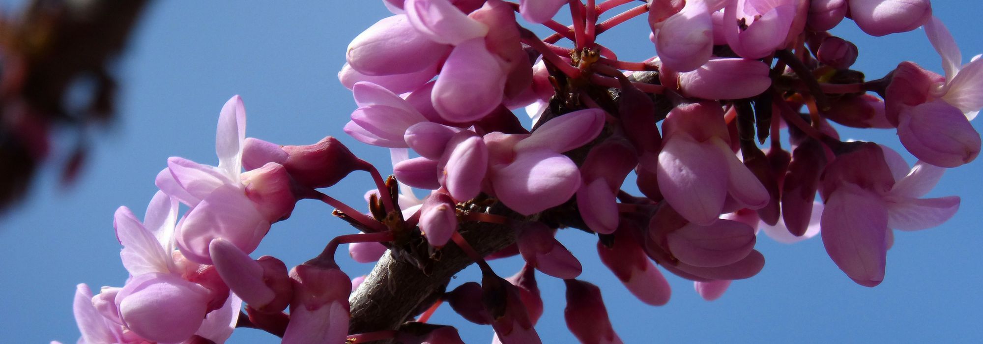 Olaia, Cercis: plantar, podar e cuidar