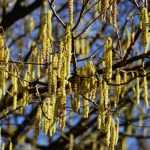 Aveleira, Corylus: plantar, podar e cuidar