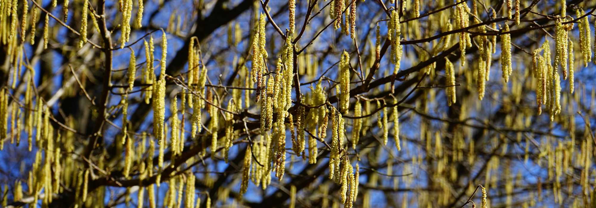 Aveleira, Corylus: plantar, podar e cuidar