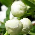 Exochorda, Arbusto-pérola: plantar, cultivar, podar