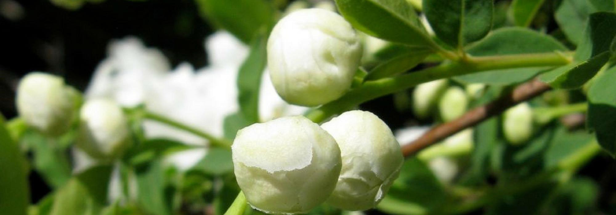 Exochorda, Arbusto-pérola: plantar, cultivar, podar