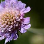 Knautia: plantação, cultura e manutenção