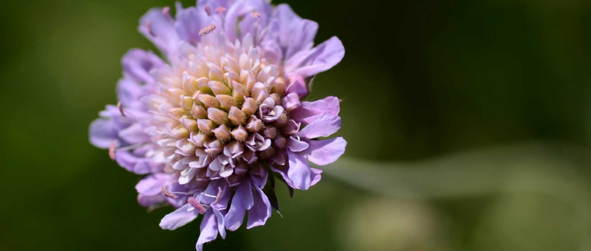 Knautia: plantação, cultura e manutenção