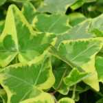 A hera, Hedera helix: plantar, cultivar, podar