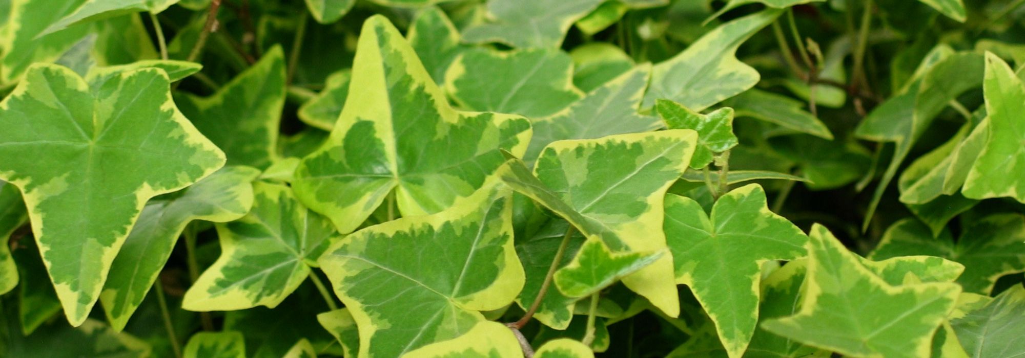 A hera, Hedera helix: plantar, cultivar, podar