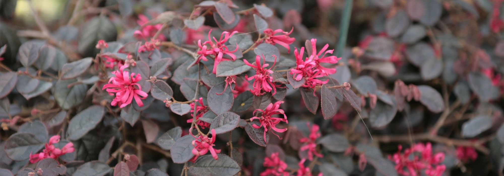 Loropetalum: plantar, podar e cuidar