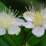Murta, Myrtus: plantar, podar e tratar