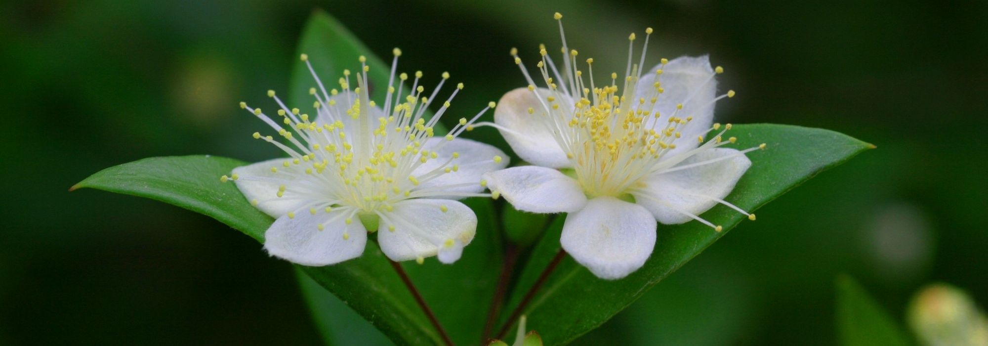 Murta, Myrtus: plantar, podar e tratar