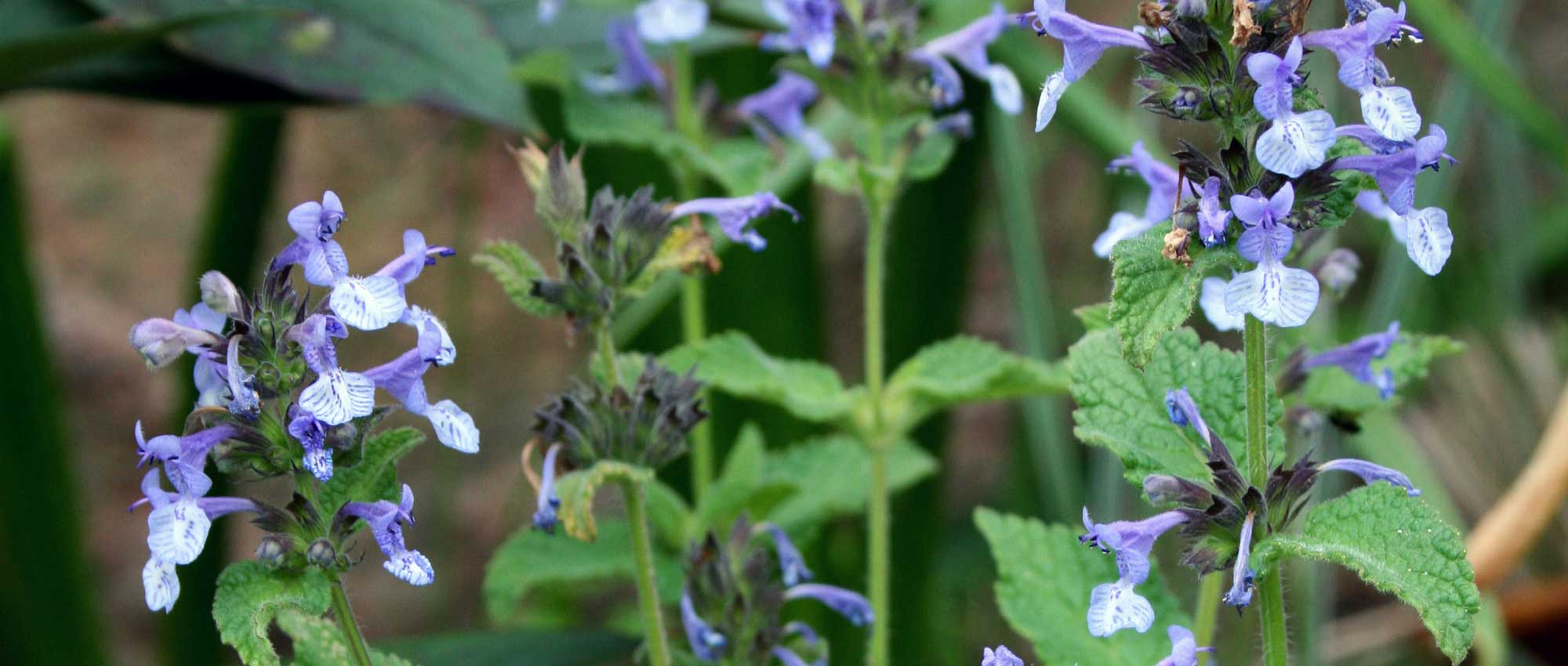 Nepeta, erva-dos-gatos: plantação, cultivo, poda e manutenção