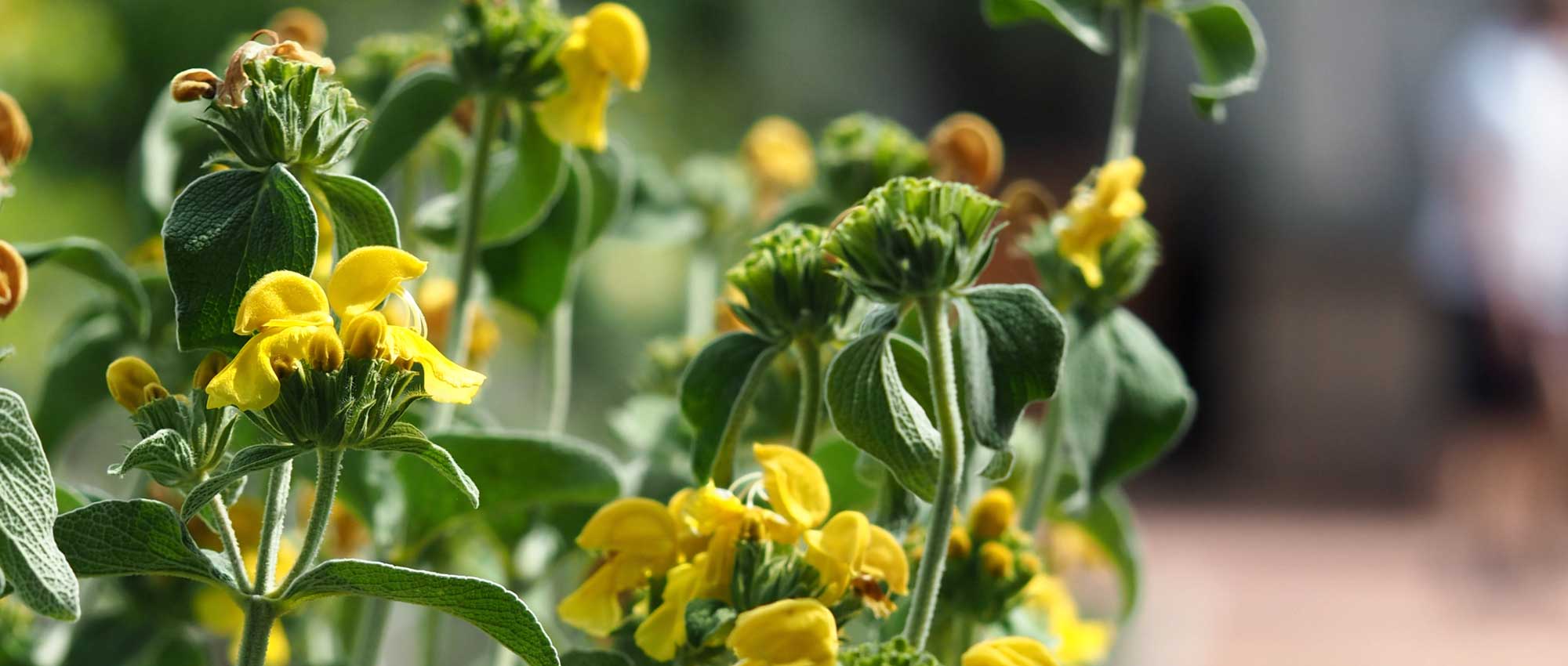Phlomis, sálvia-de-Jerusalém: plantação, cultura e cuidados