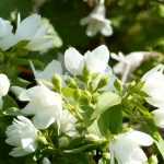 Filadelfo, Philadelphus : plantação, poda, estaquia
