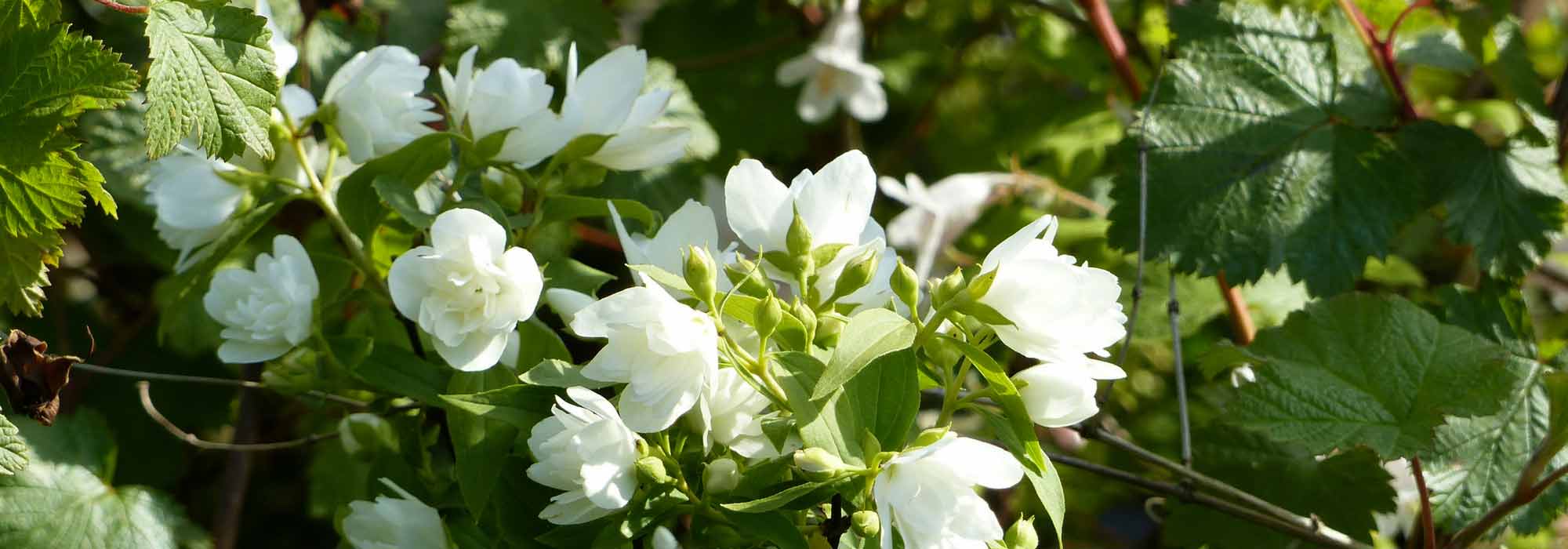 Filadelfo, Philadelphus : plantação, poda, estaquia