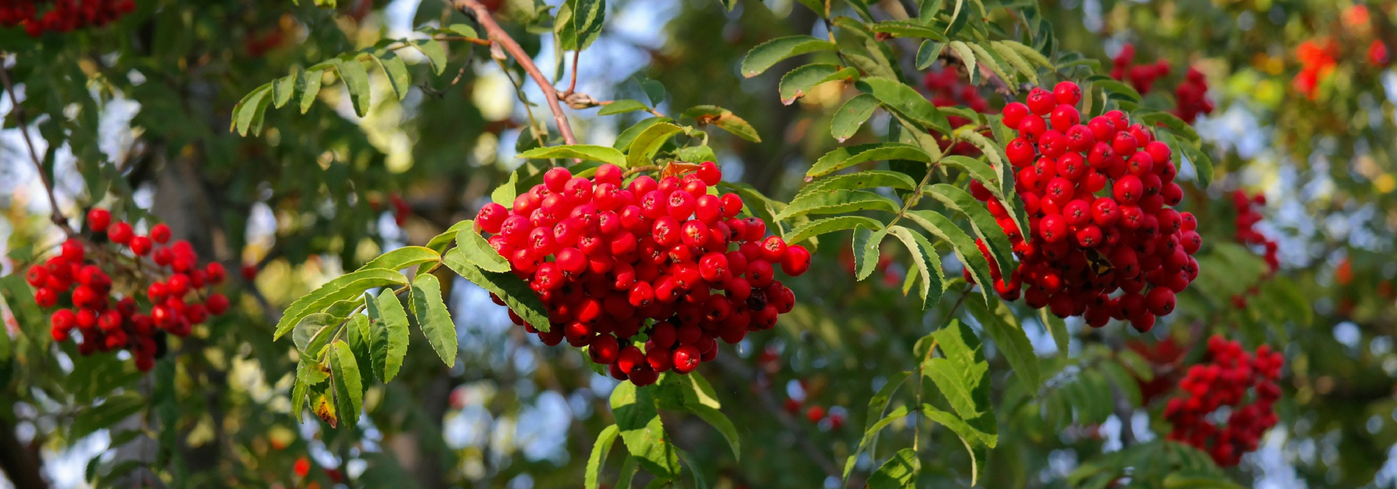 Sorveiras, Sorbus : plantar, podar e cuidar