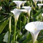 Os jarros: plantar, cultivar e cuidar