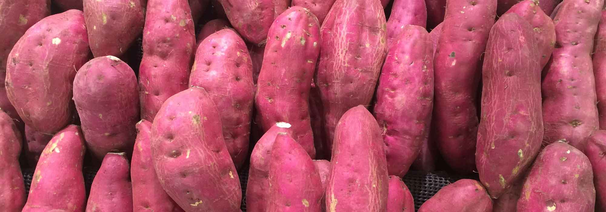 Cultivar batata-doce com sucesso para boas colheitas