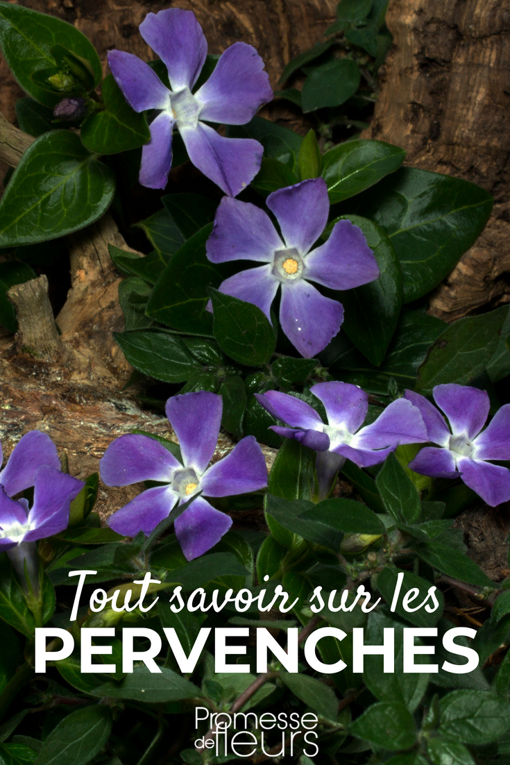 Pervinca: plantar, cultivar e cuidar - Os nossos conselhos