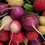 O rabanete: semear, cultivar, colher