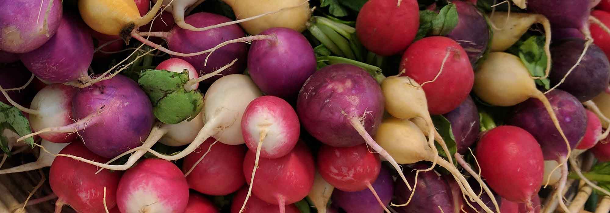 O rabanete: semear, cultivar, colher