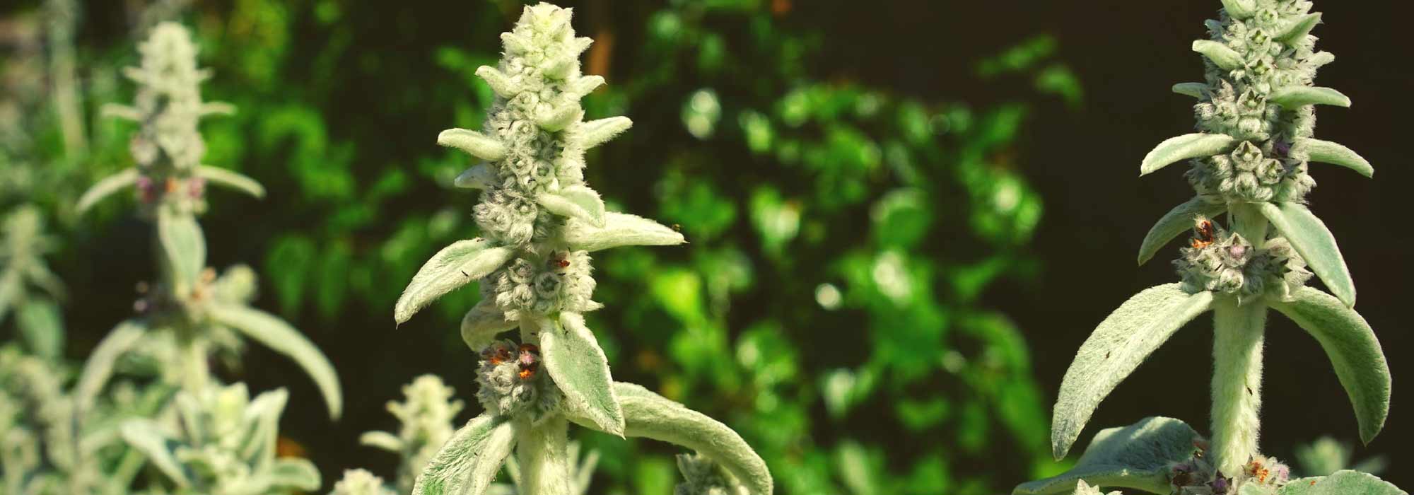 Orelha-de-urso, betónica: plantação, cultivo e manutenção