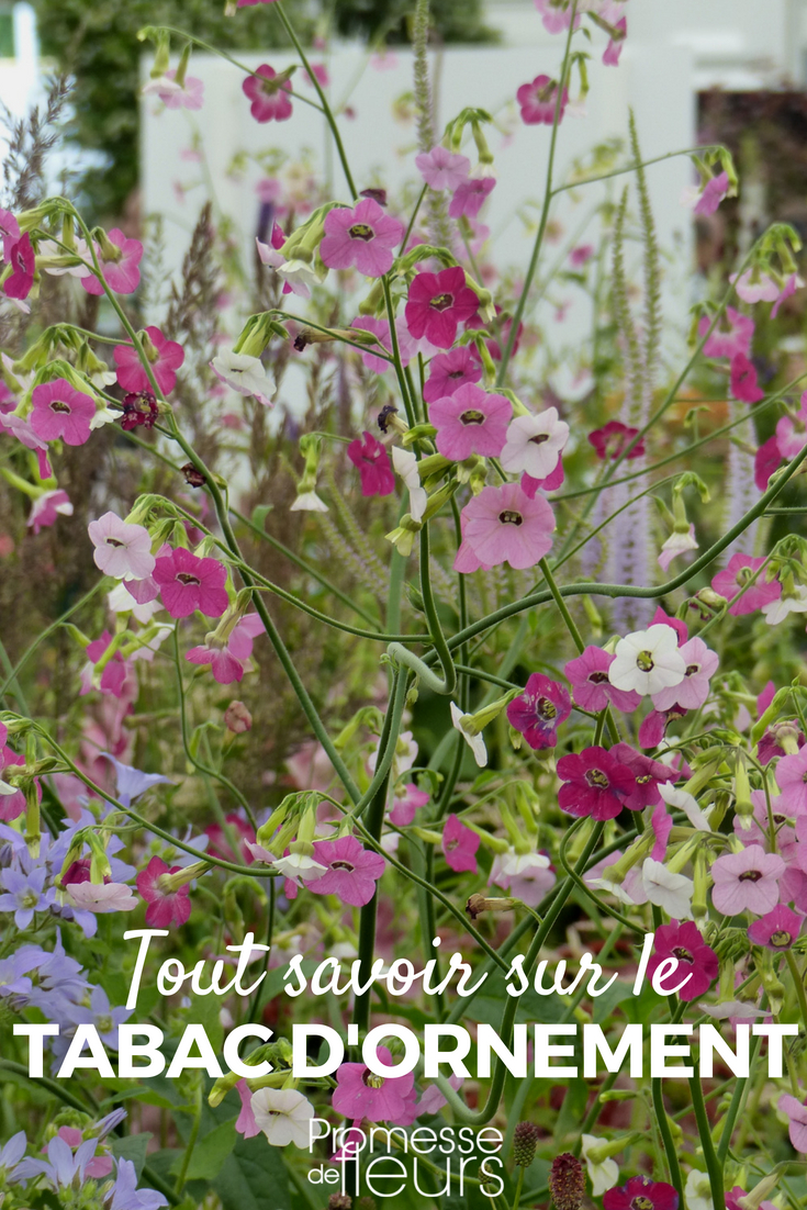 O tabaco ornamental é uma planta anual com belas flores tubulares. Aqui ficam os nossos conselhos e segredos para conseguir a sua sementeira, a sua plantação e a sua manutenção no jardim ou em vaso, no terraço ou na varanda!