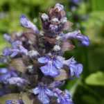 Búgula, Ajuga: plantar, cultivar, tratar