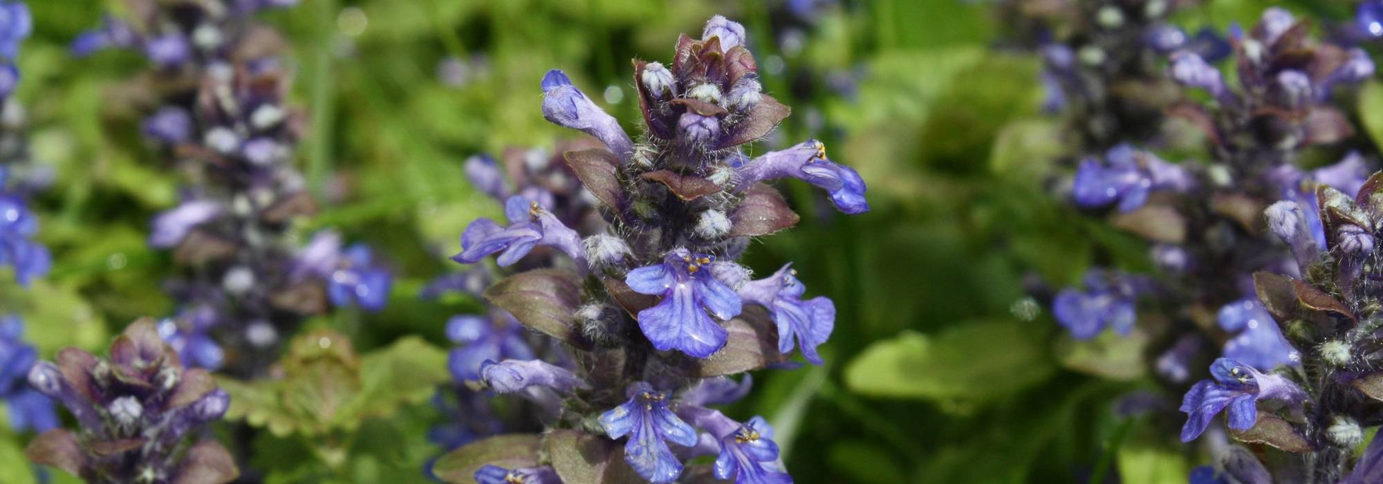 Búgula, Ajuga: plantar, cultivar, tratar