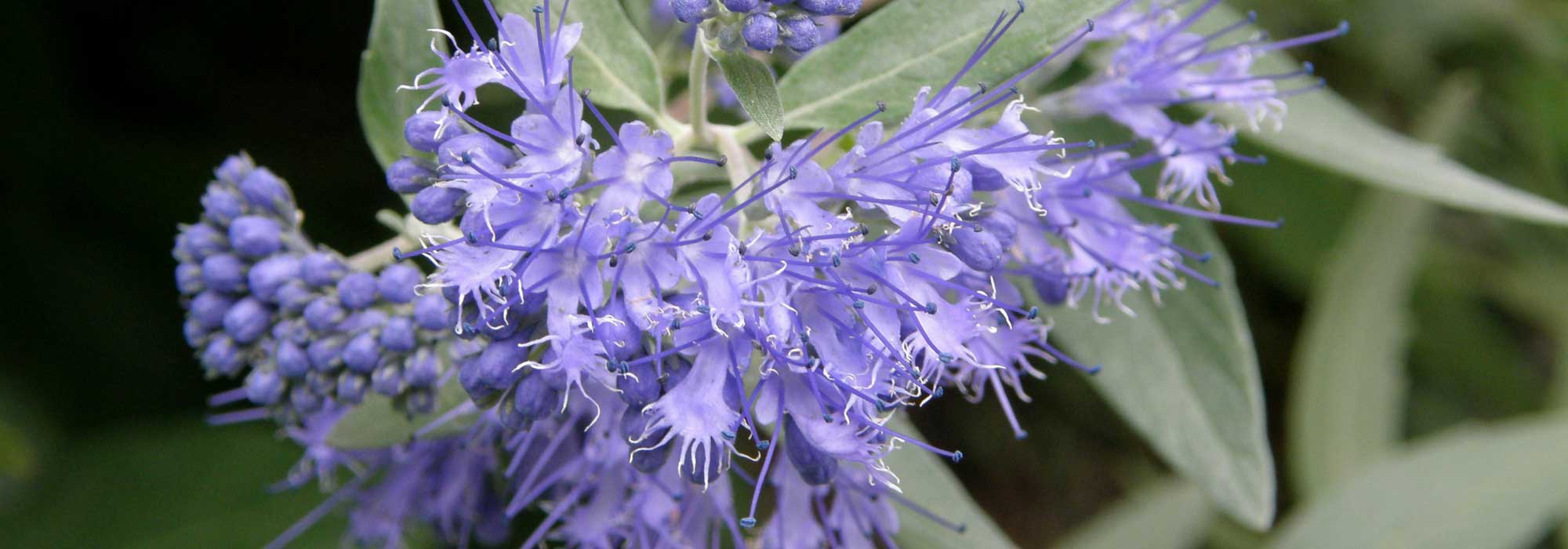 Caryopteris, barba-azul: plantar, podar, tratar