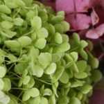 Como secar as flores de hortênsia - Tutorial