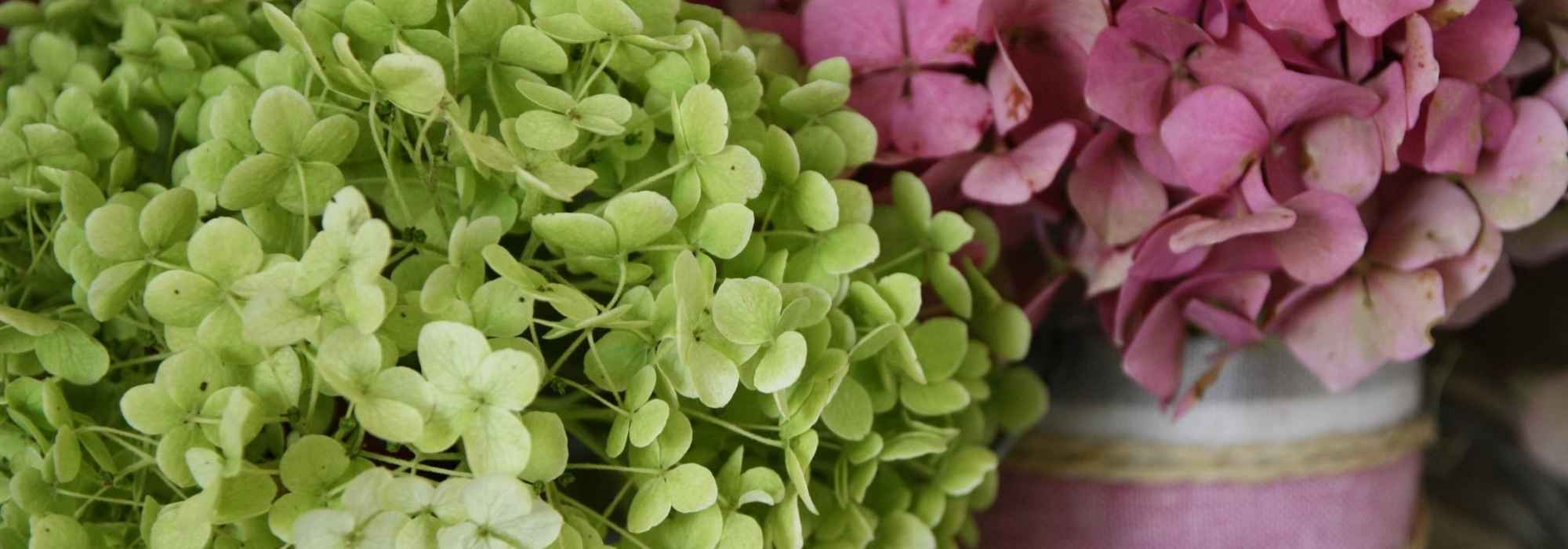 Como secar as flores de hortênsia - Tutorial