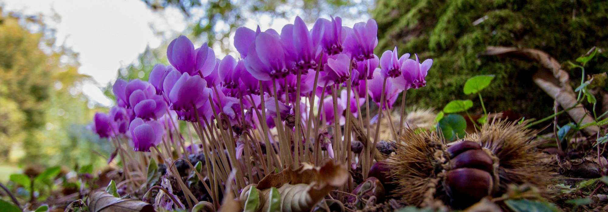 Ciclâmen: plantar, cultivar e cuidar
