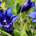 A genciana: plantação, cultivo e manutenção