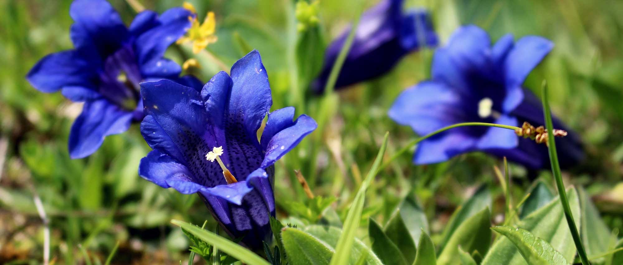 A genciana: plantação, cultivo e manutenção