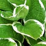 Hosta: plantação, cultivo e manutenção