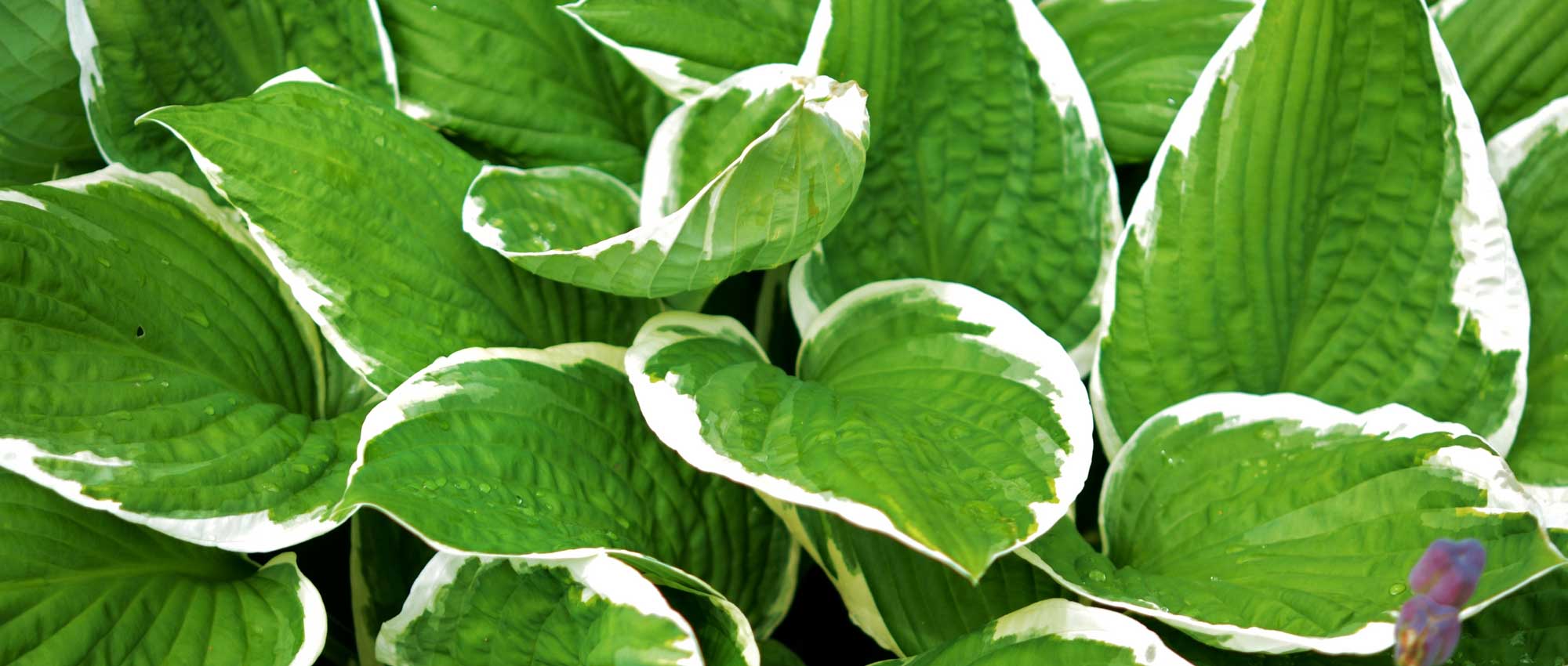 Hosta: plantação, cultivo e manutenção