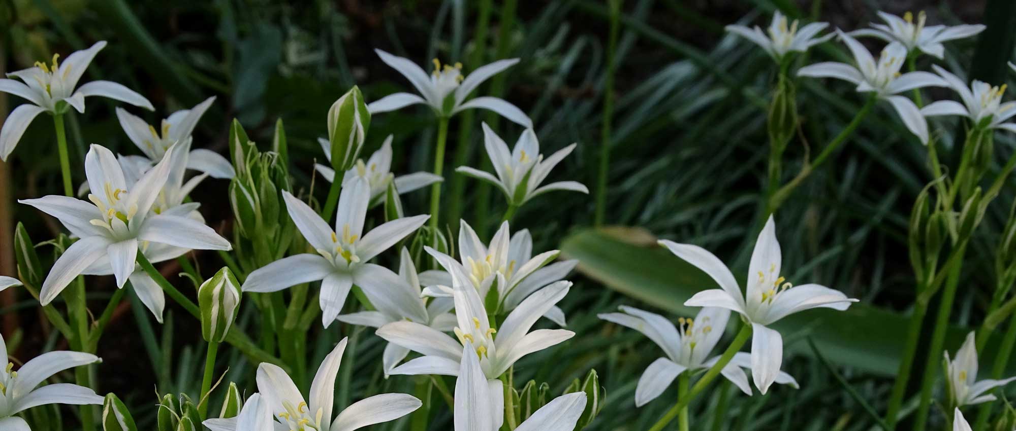 As estrelas-de-belém: plantar, cultivar e cuidar