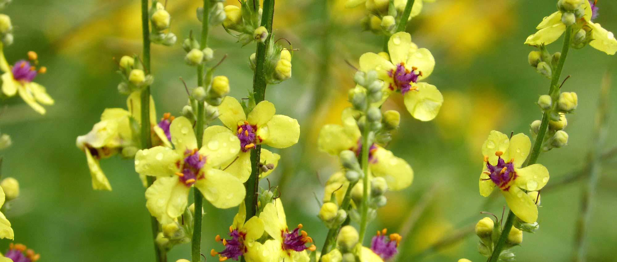 Verbascum, verbasco: plantar, cultivar e cuidar