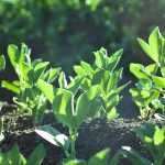 A fava: semear, cultivar, colher