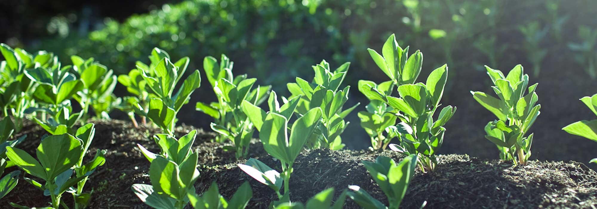 A fava: semear, cultivar, colher