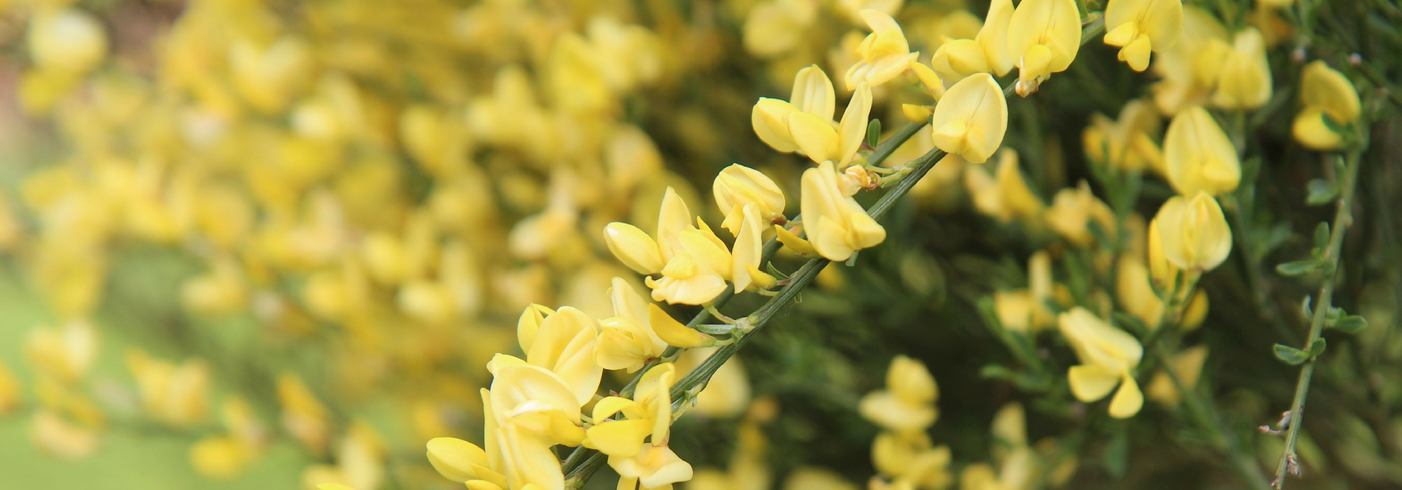 Giesta, Cytisus: plantação, poda, manutenção