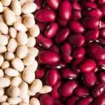 Feijões: semear, cultivar, colher na horta