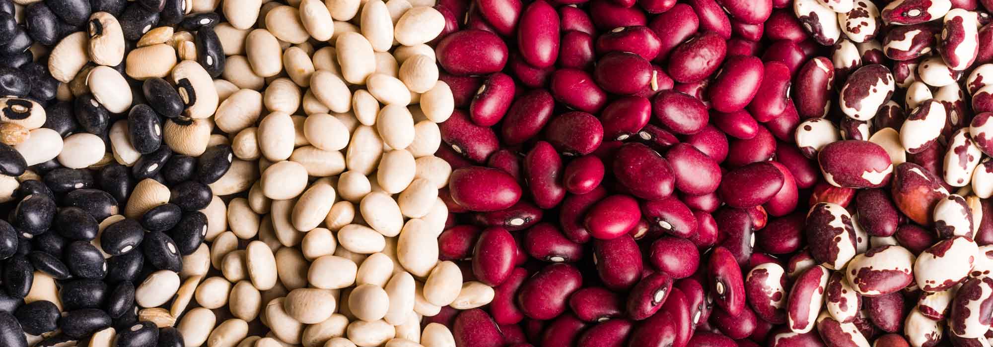 Feijões: semear, cultivar, colher na horta