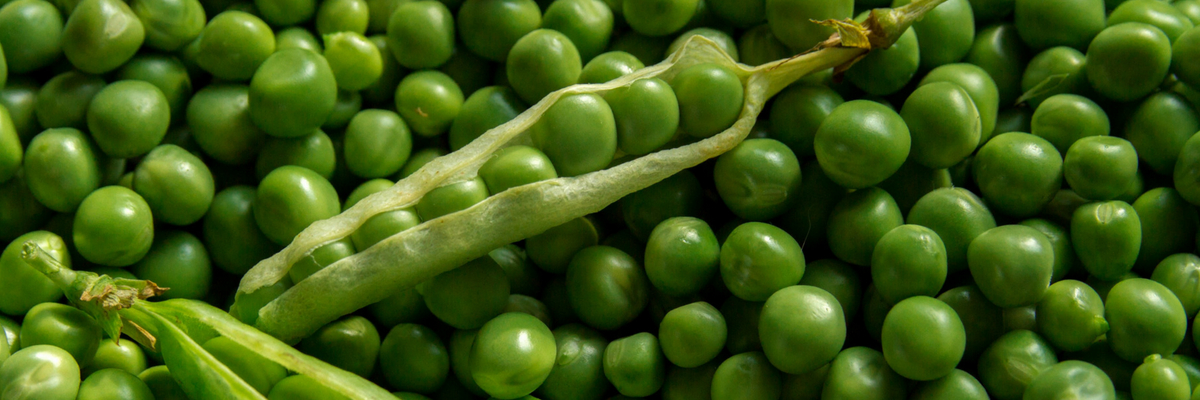 Ervilhas e ervilhas-anãs: semear, cultivar, colher na horta