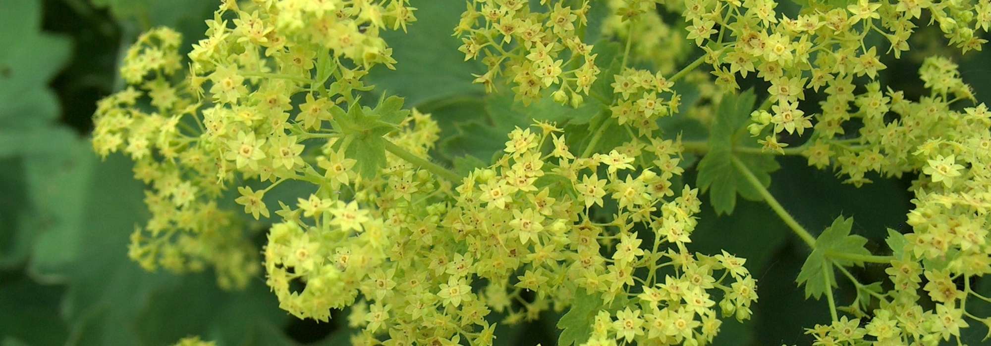 Alquemila: plantação, cultivo e manutenção