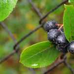 Arónia, Aronia : plantar, podar e tratar
