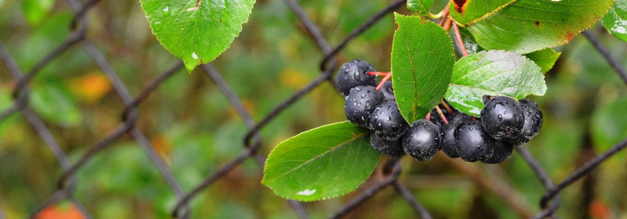 Arónia, Aronia : plantar, podar e tratar