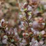 Berberis, bérbere: plantar, podar e cuidar