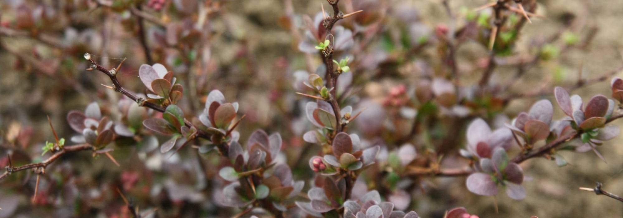 Berberis, bérbere: plantar, podar e cuidar