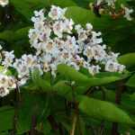 Catalpa: plantação, poda e manutenção